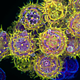 Illustration for article titled The Astounding And Horrific World As Seen Under A Microscope